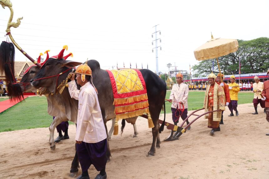 ព្រាហ្មបុរោហិតផ្សងប្រផ្នូលឃើញថា ស្រូវ ពោត សណ្តែកឆ្នាំនេះដឹងត្រូវប៉ាន់ហើយ