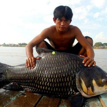 រដ្ឋមន្ត្រីក្រសួងកសិកម្មណែនាំឲ្យបង្កាត់ និងពង្រីកពូជត្រីដែលជិតផុតពូជ