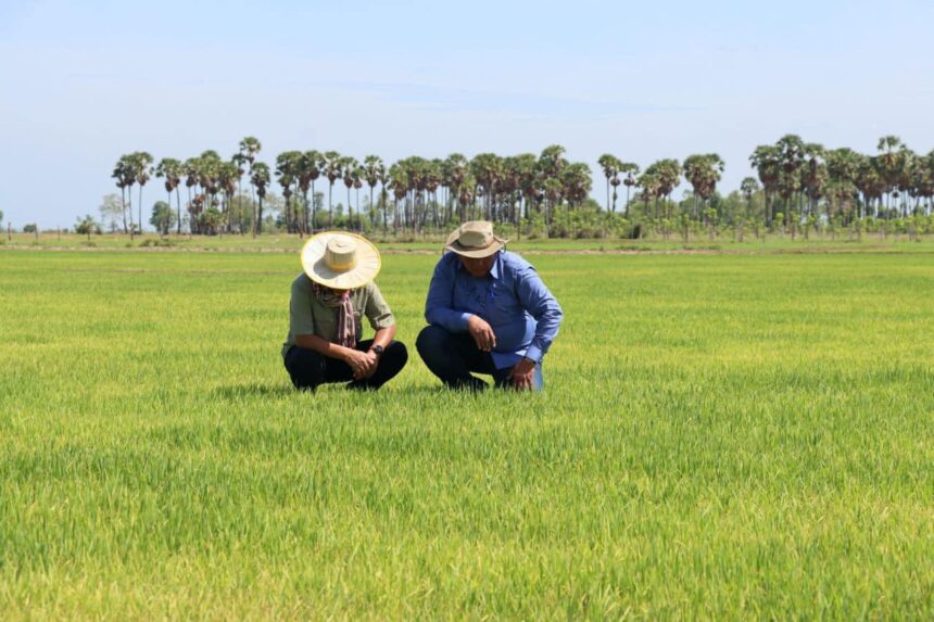 ដង្កូវហ្វូងបំផ្លិចបំផ្លាញដំណាំស្រូវ និងដំឡូងមីប្រមាណ ១១០ហិកតារបស់ប្រជាកសិករ