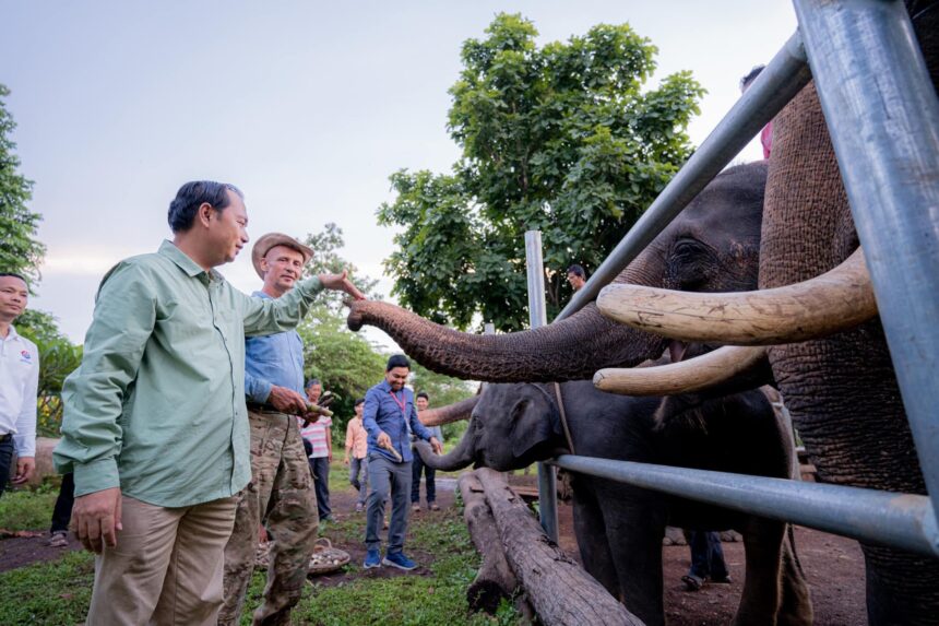 កម្ពុជាមានដំរីស្រុកជាង ៧០កំពុងថែរក្សាអភិរក្ស និងដំរីព្រៃចន្លោះ ៦០០ក្បាលរស់នៅក្នុងព្រៃធម្មជាតិ