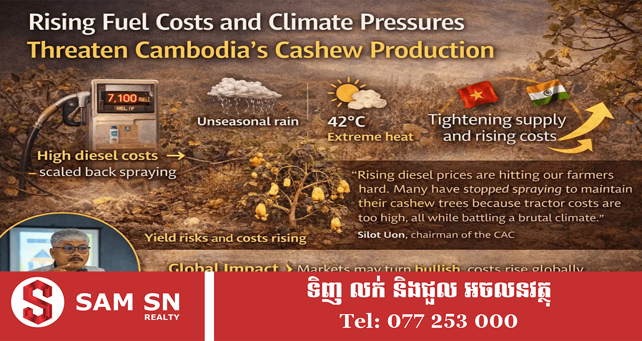 CashewNut12 ការកើនឡើងថ្លៃប្រេងឥន្ធនៈ និងសម្ពាធអាកាសធាតុ គំរាមកំហែងដល់ផលិតកម្មស្វាយចន្ទីកម្ពុជា
