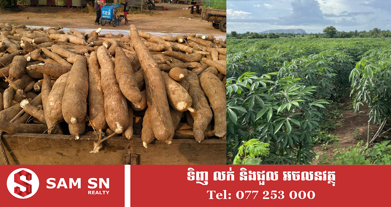 ឆ្នាំ ២០២០-២០២៥ ដំណាំដំឡូងមី មានការកើនឡើងយ៉ាងខ្លាំង