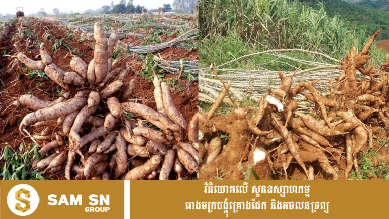 ត្រឹម ៨ ខែ ឆ្នាំ ២០២៦ នេះ កម្ពុជា រកចំណូលបានមកពីការនាំចេញដំឡូងមី ជិត ៥០០ លានដុល្លារ