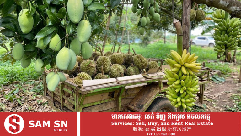 ទូតកម្ពុជាស្នើក្រុមហ៊ុនកូរ៉េពិនិត្យលទ្ធភាពនាំស្វាយខ្ចី ទុរេន និងចេកខ្មែរចូលទីផ្សារកូរ៉េ