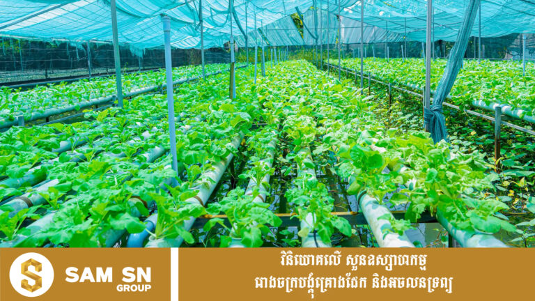 ការដាំបន្លែក្នុងផ្ទះសំណាញ់ បង្កើនប្រាក់ចំណូលដល់សហគមន៍កសិកម្មកំពង់ធំ