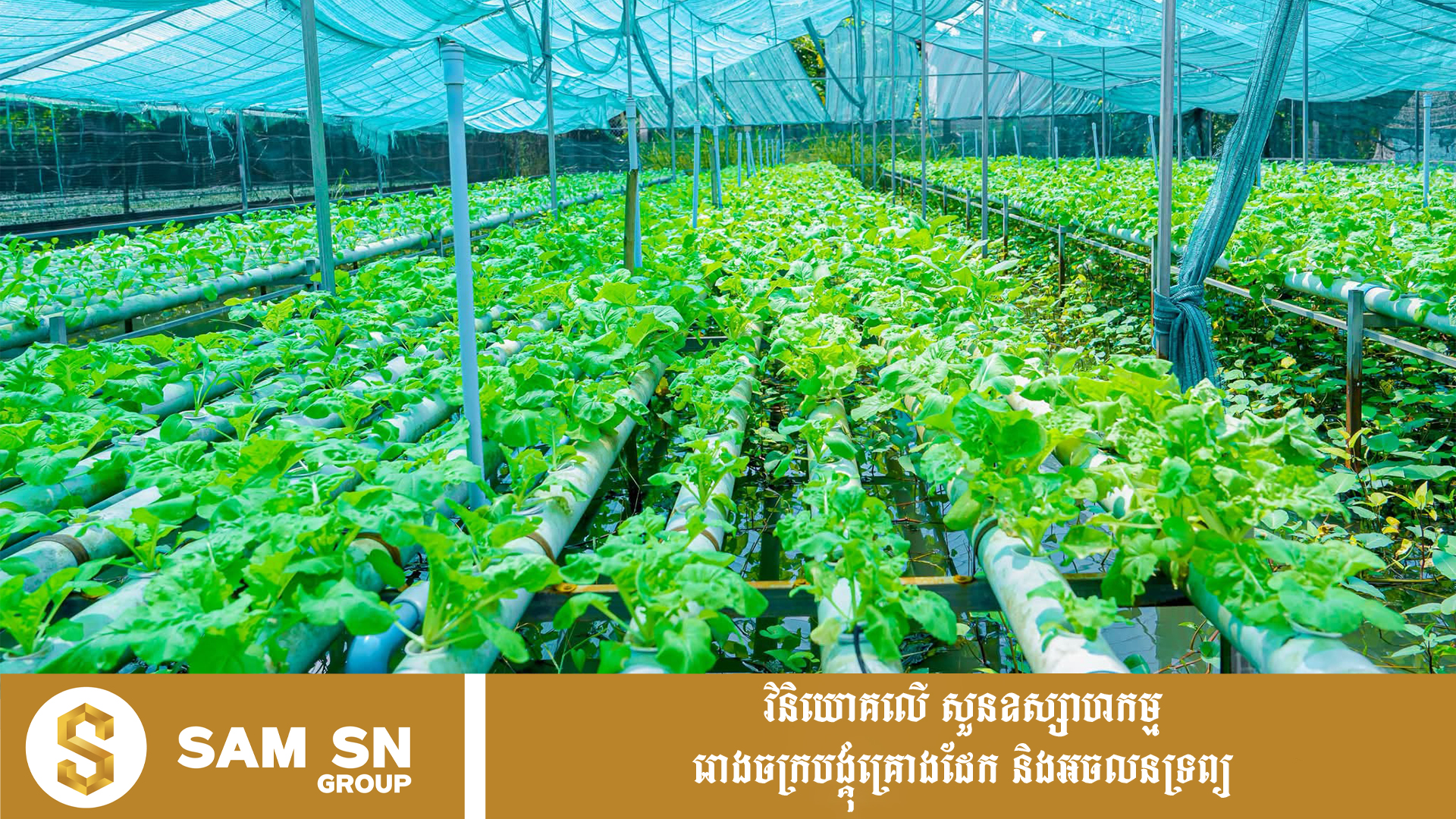 KampongThomAgri12 ការដាំបន្លែក្នុងផ្ទះសំណាញ់ បង្កើនប្រាក់ចំណូលដល់សហគមន៍កសិកម្មកំពង់ធំ